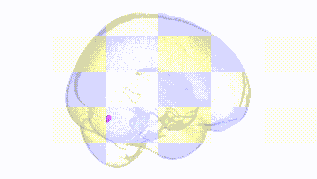 Full Brain White