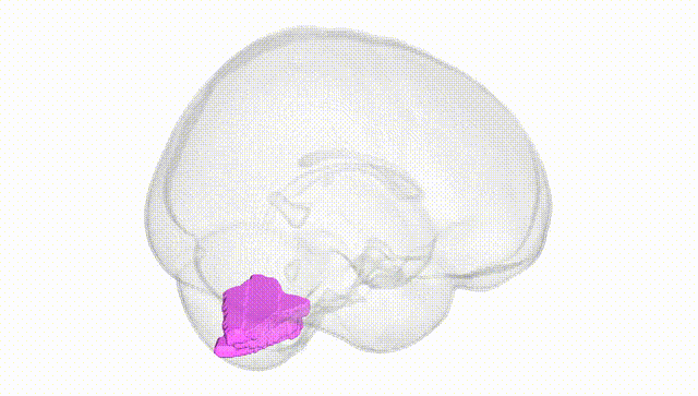 Full Brain White
