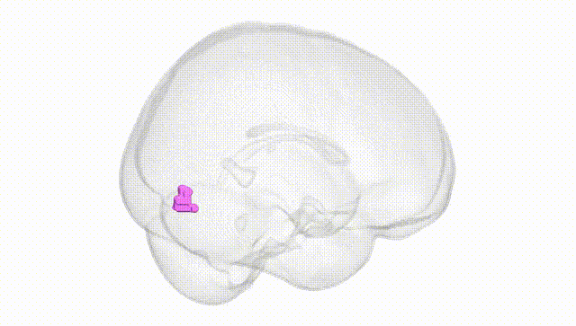 Full Brain White