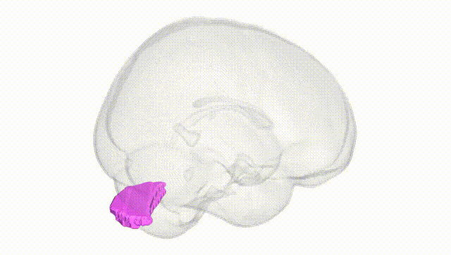Full Brain White
