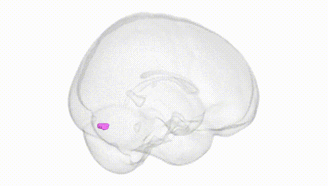 Full Brain White