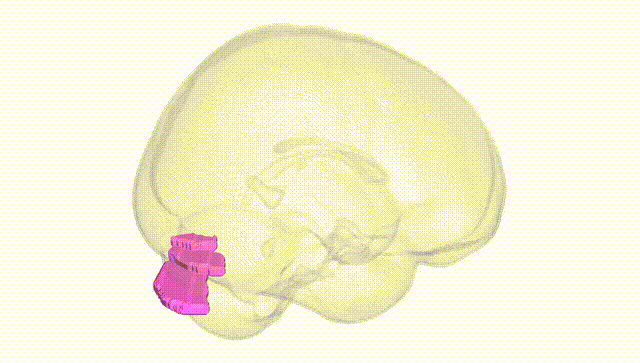 Full Brain White
