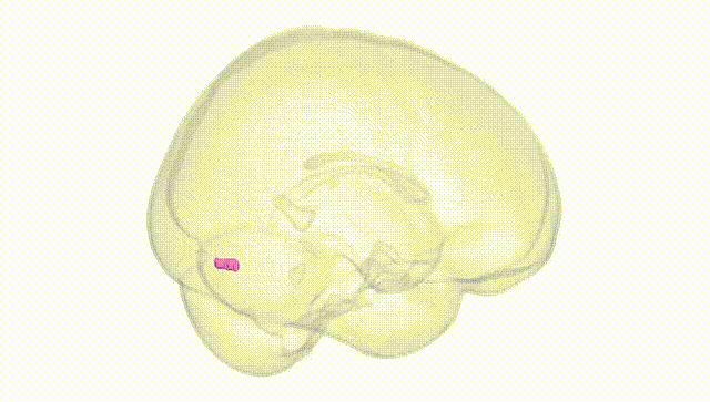 Full Brain White