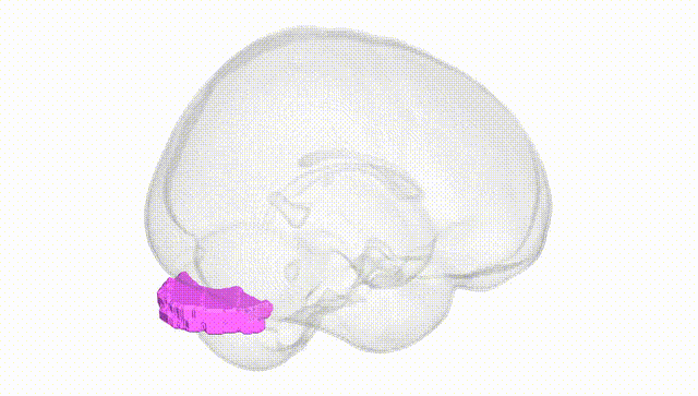 Full Brain White