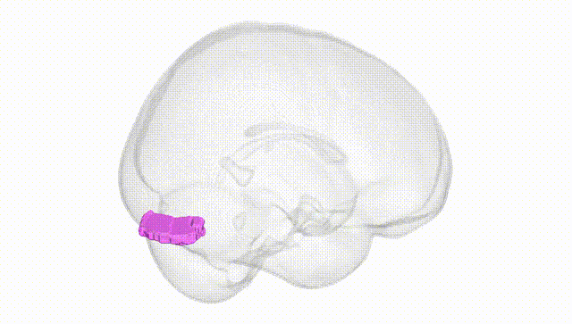 Full Brain White