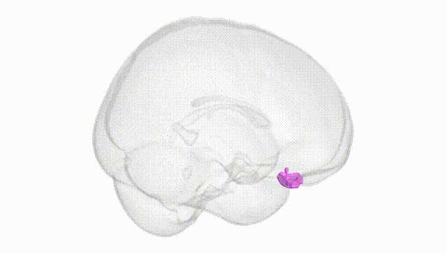 Full Brain White
