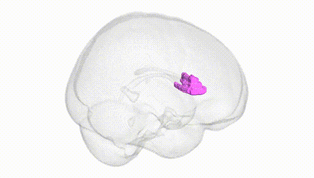 Full Brain White