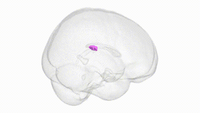 Full Brain White