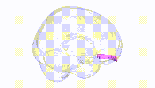 Full Brain White