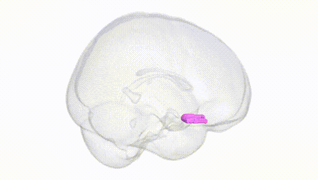 Full Brain White