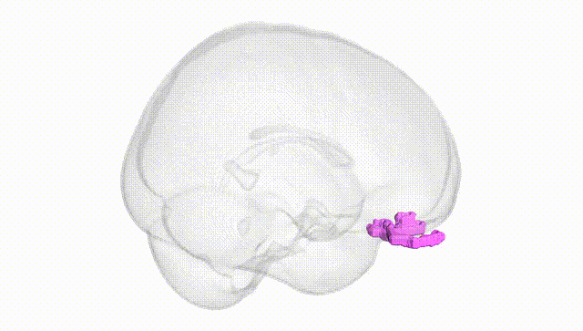 Full Brain White