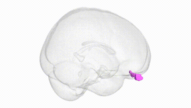 Full Brain White