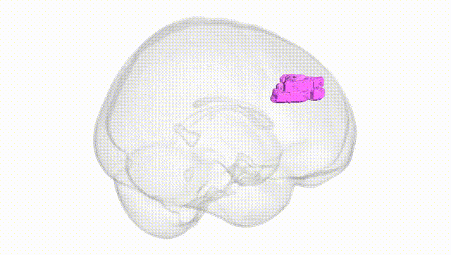 Full Brain White