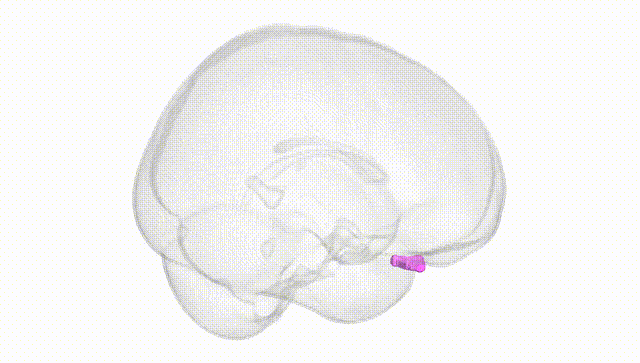 Full Brain White