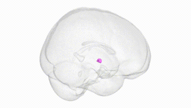 Full Brain White