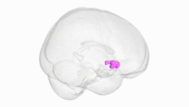 Full Brain White