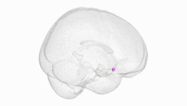 Full Brain White