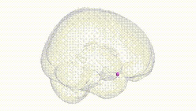 Full Brain White