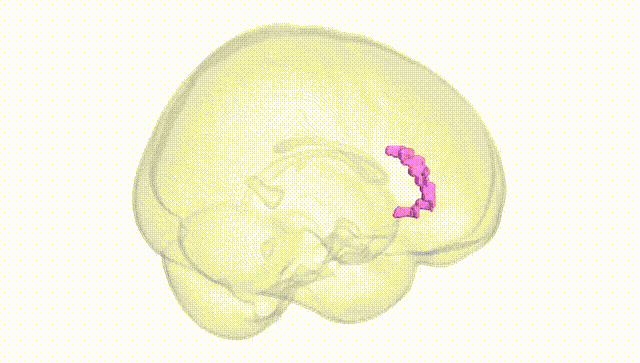 Full Brain White