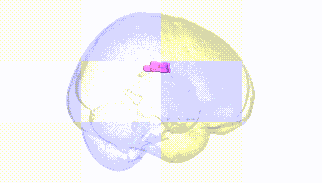 Full Brain White
