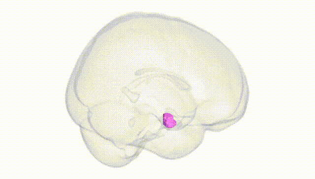 Full Brain White