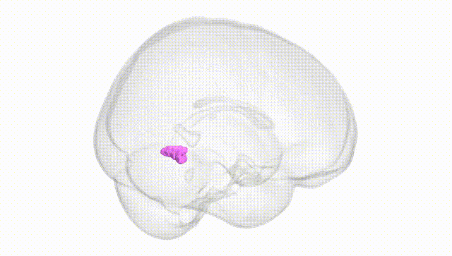 Full Brain White