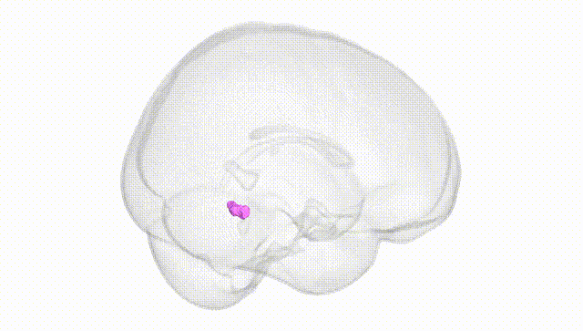 Full Brain White