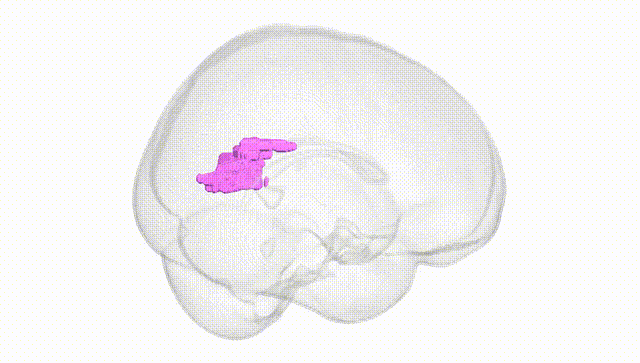 Full Brain White