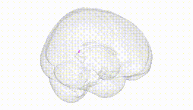 Full Brain White