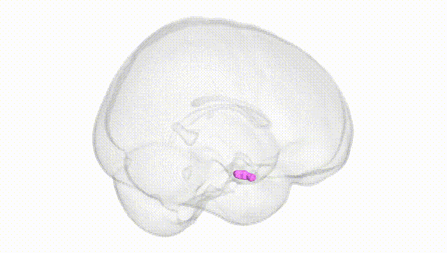 Full Brain White