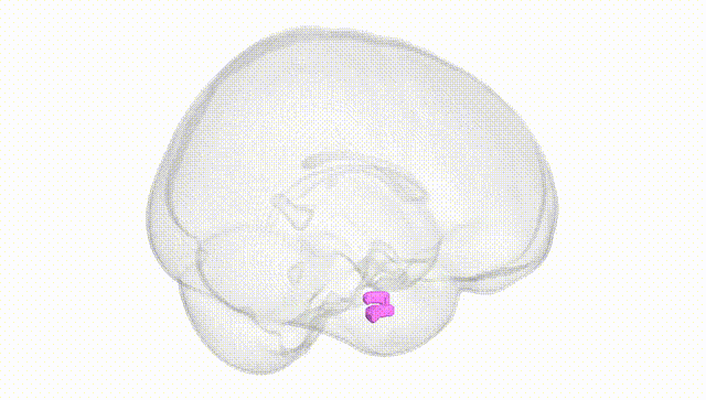 Full Brain White