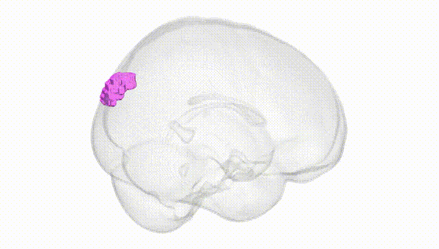 Full Brain White