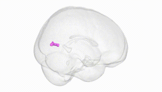 Full Brain White