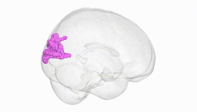 Full Brain White