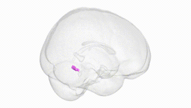 Full Brain White
