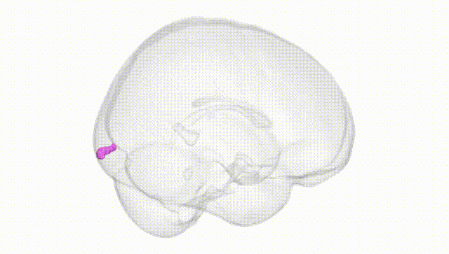 Full Brain White