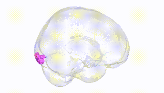 Full Brain White