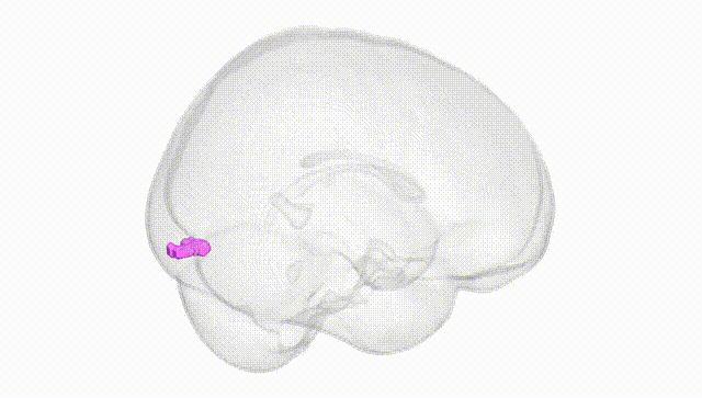 Full Brain White