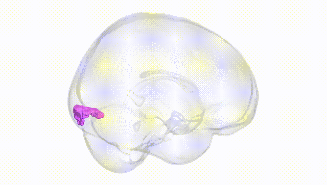 Full Brain White