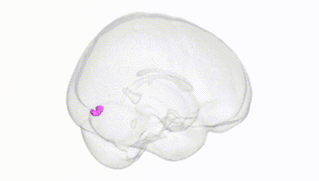Full Brain White