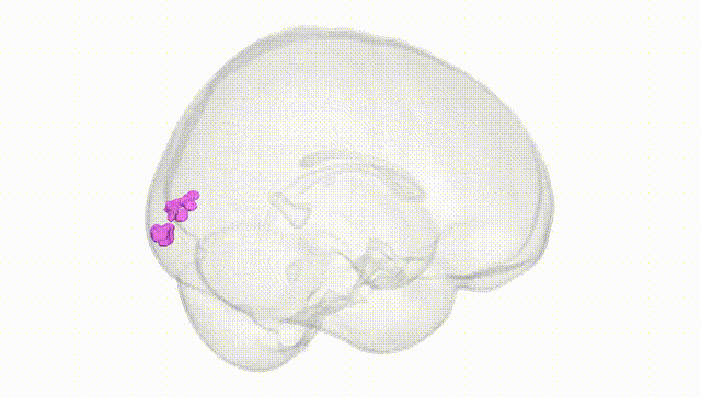 Full Brain White