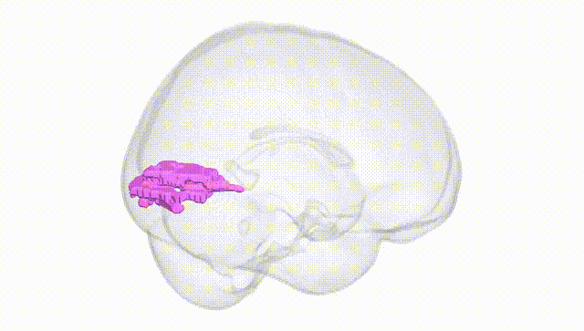 Full Brain White