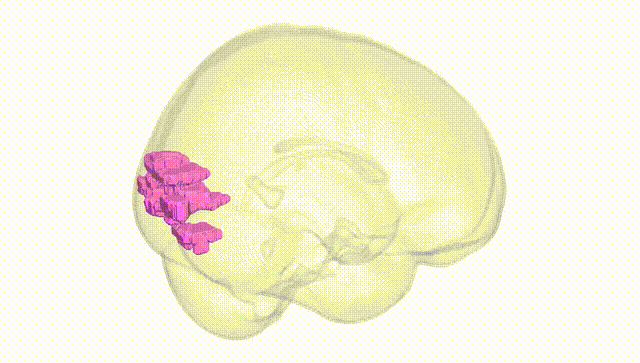 Full Brain White