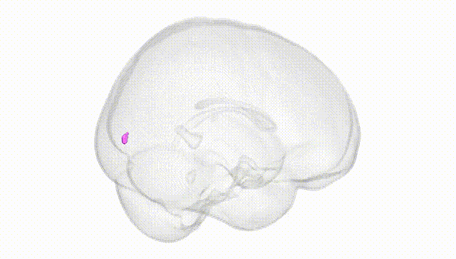 Full Brain White