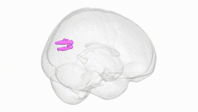 Full Brain White