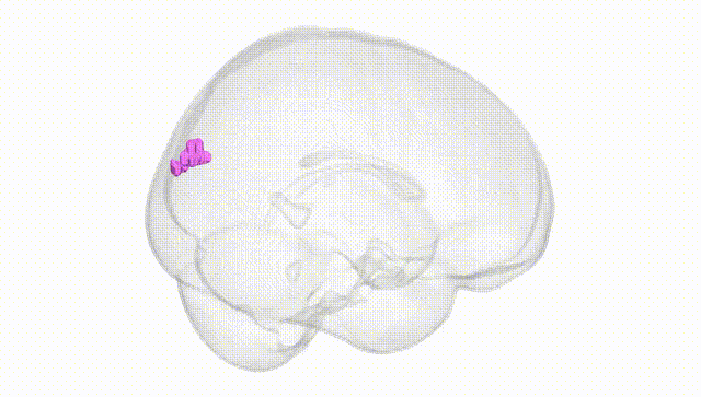 Full Brain White
