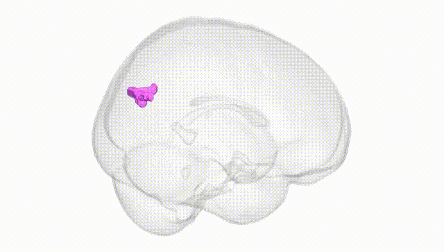 Full Brain White