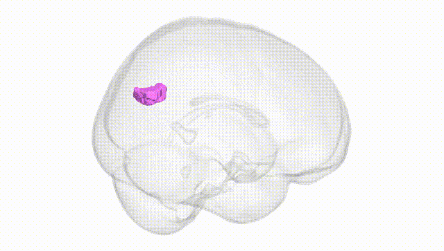 Full Brain White