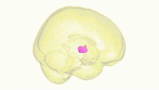 Full Brain White