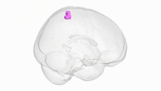 Full Brain White